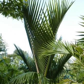 large-PittIslandDisplay.jpg