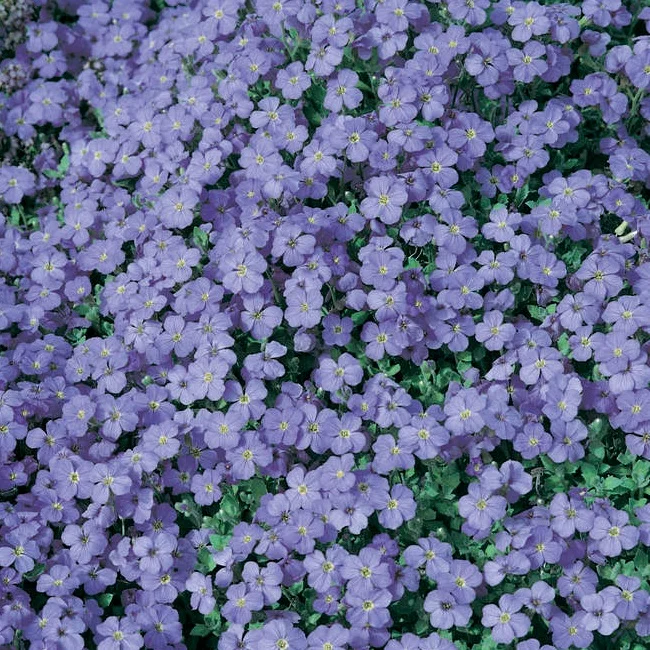 Aubrieta+blue+lilac.jpg