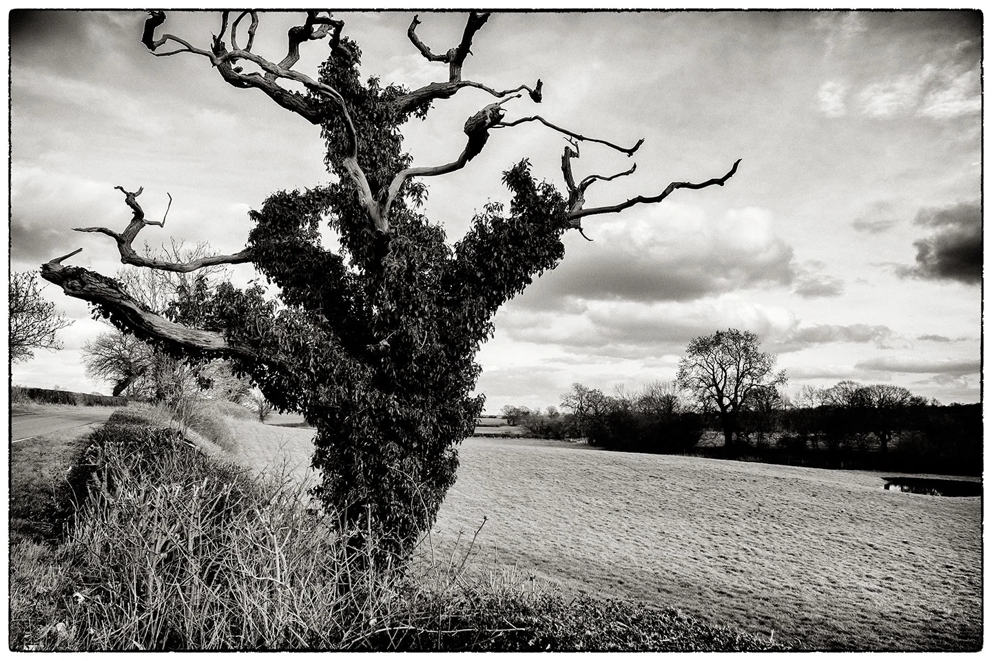 Tree_7790.jpg
