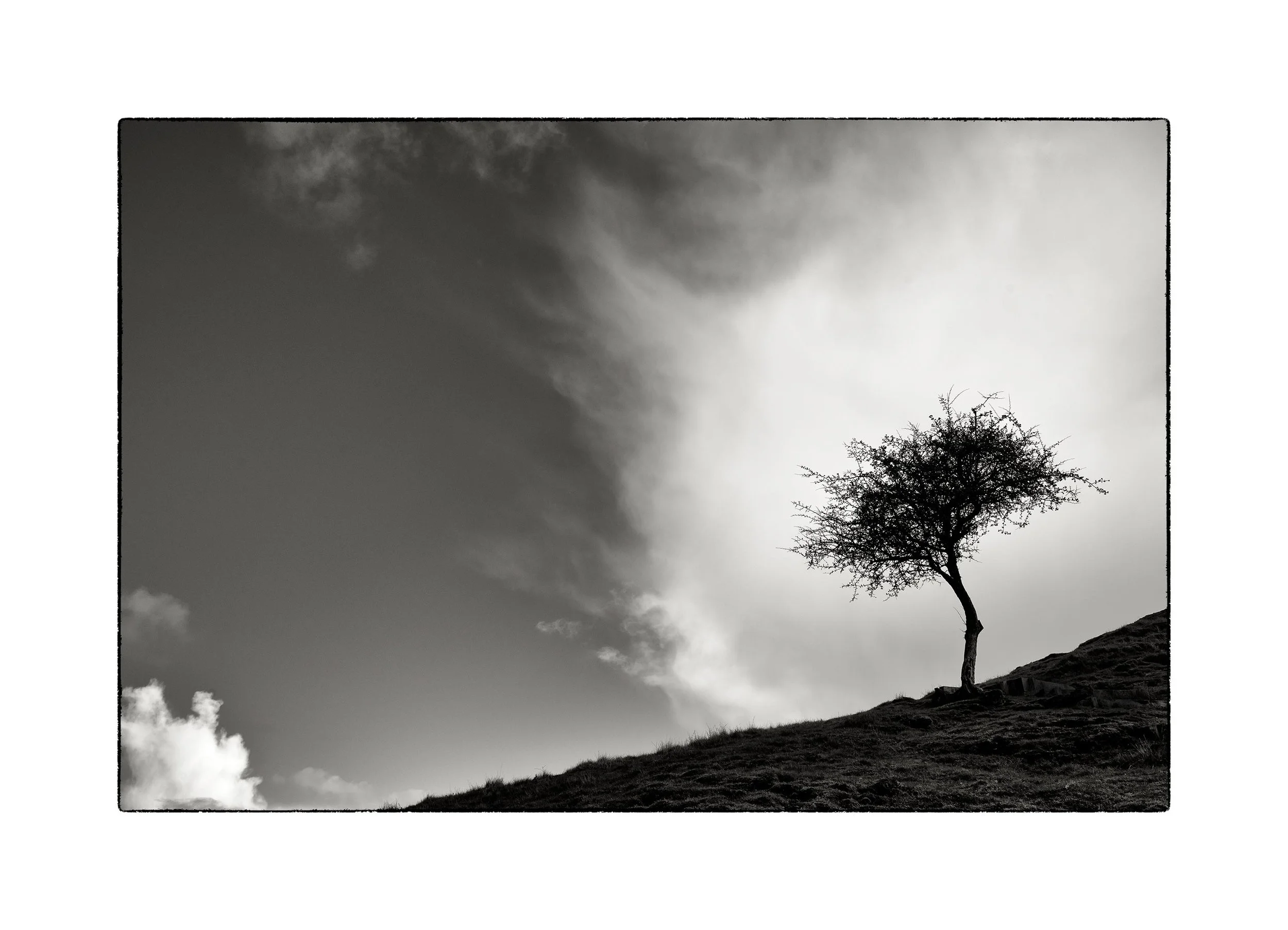 Solitary_tree_1223.jpg