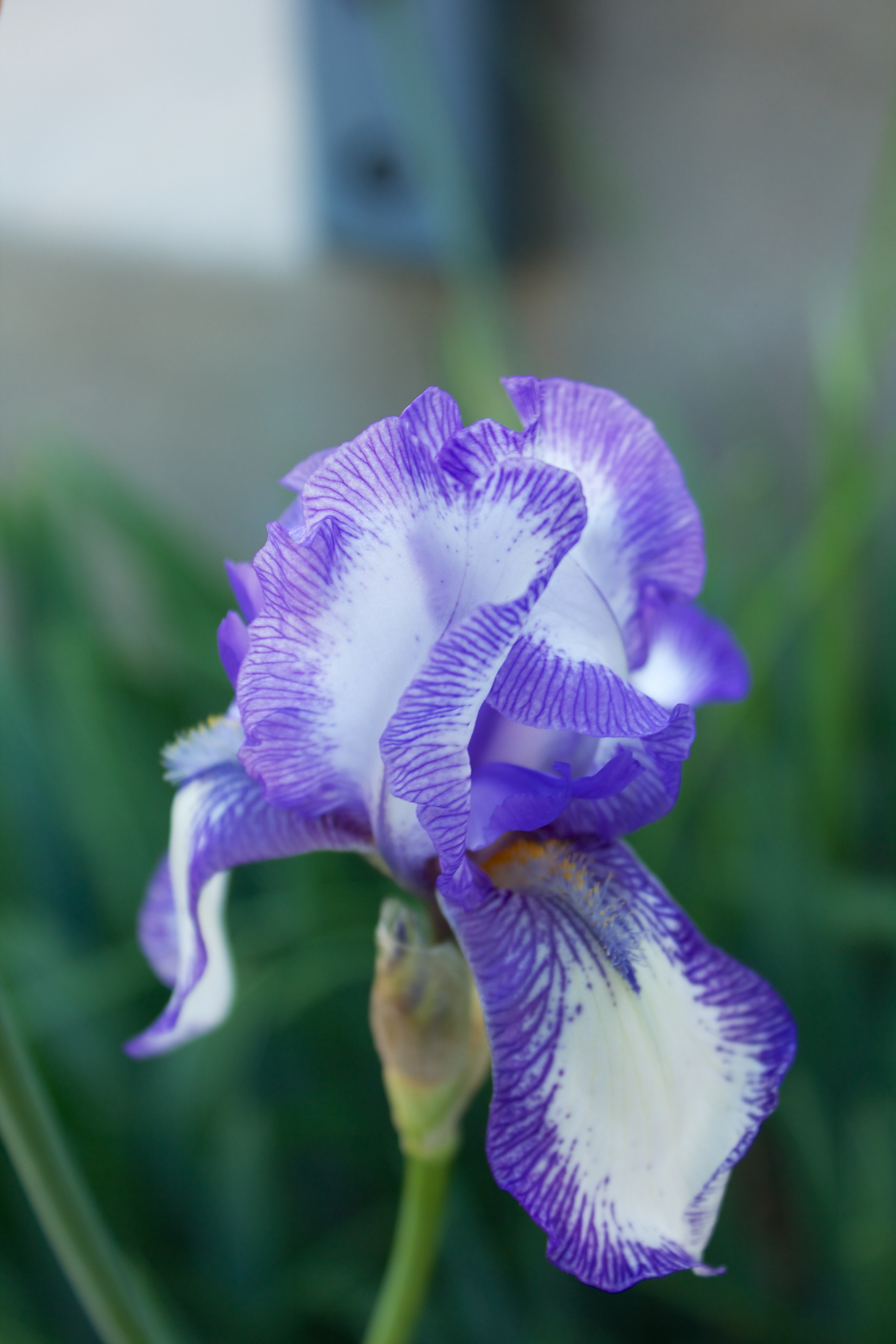 iris 267.jpg