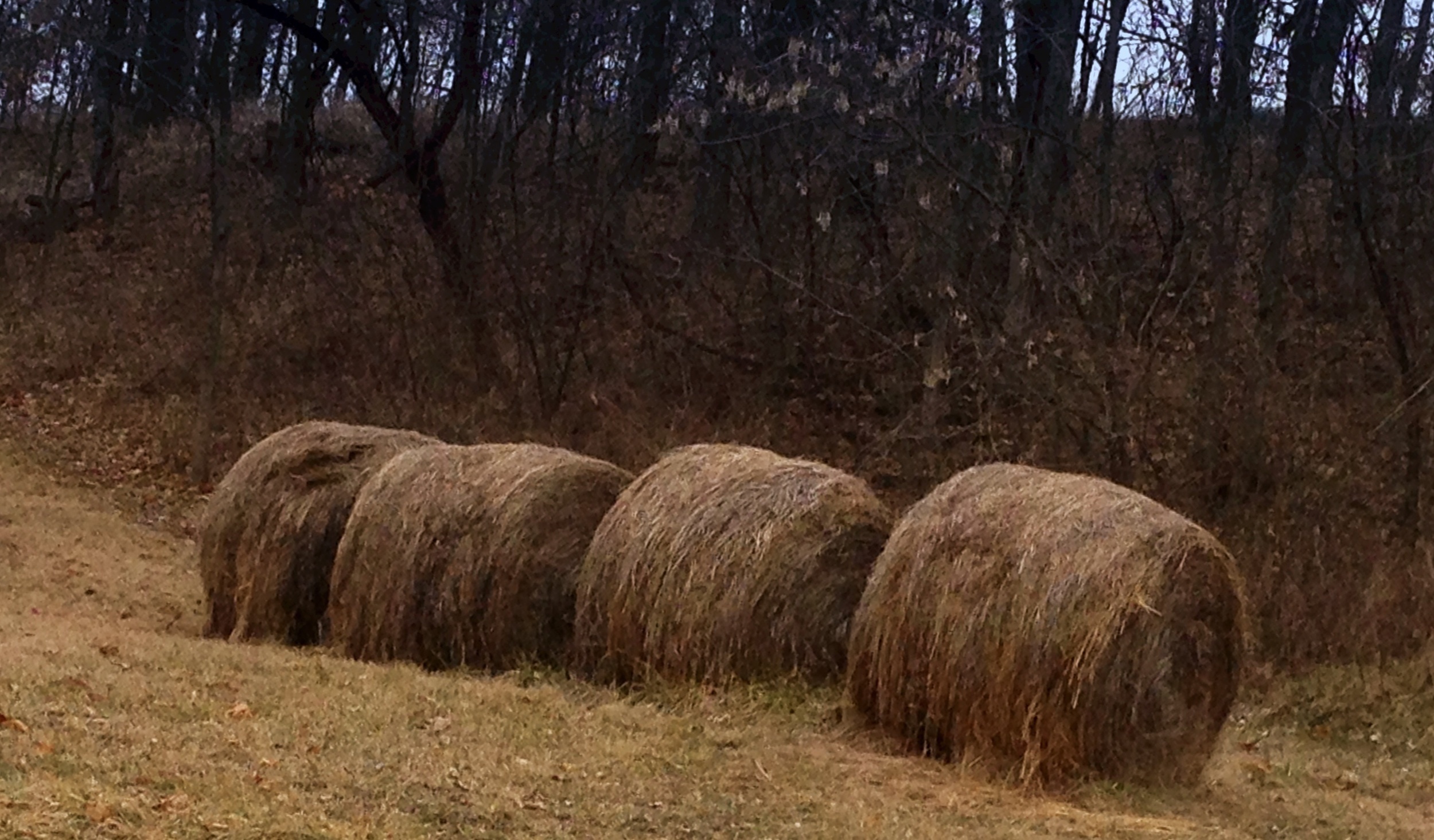 Haybales