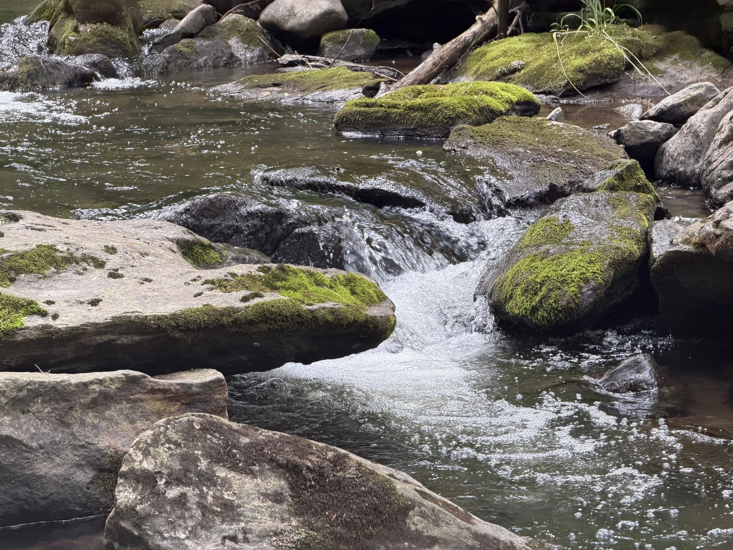 IMG_3365.jpeg