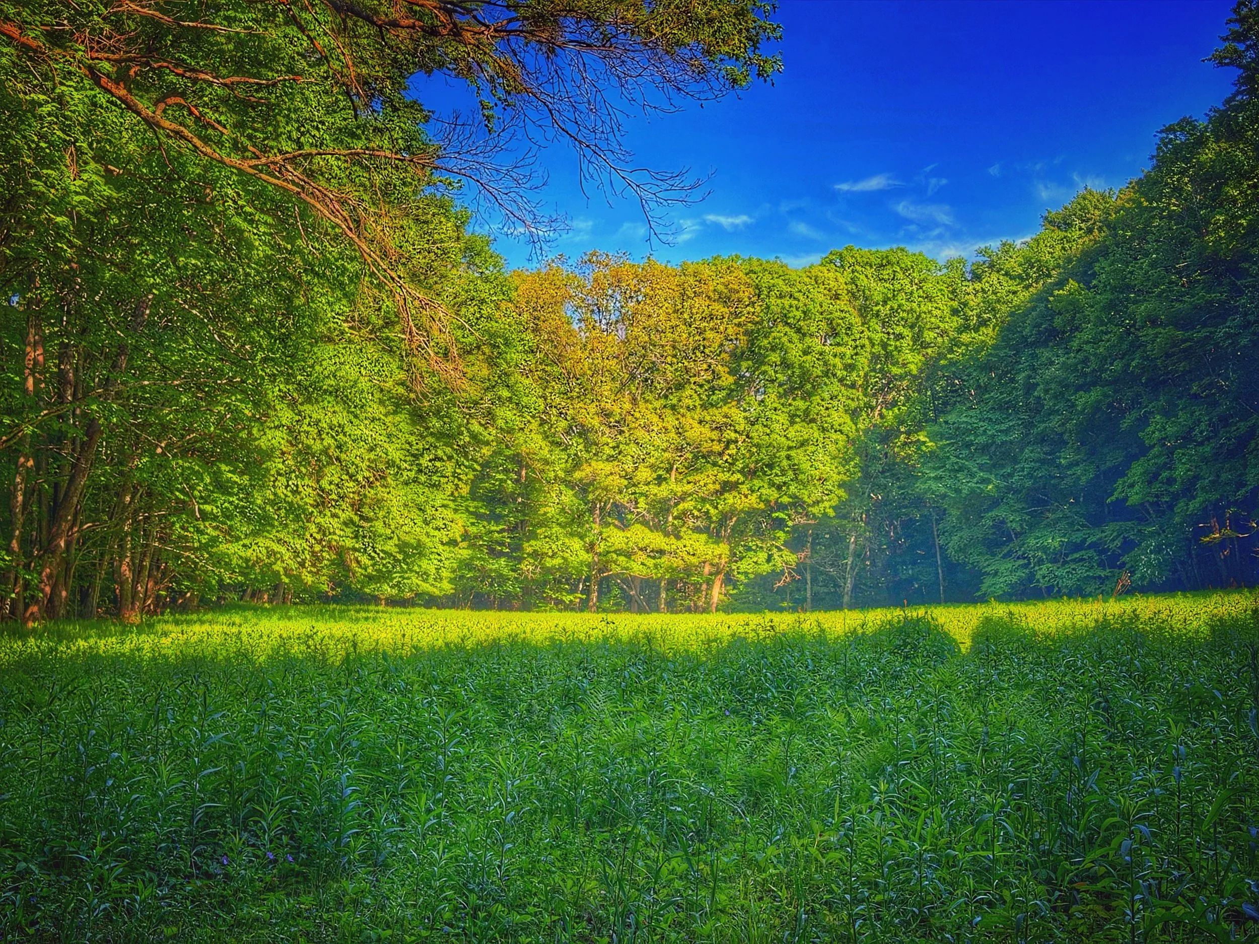IMG_3375.jpeg