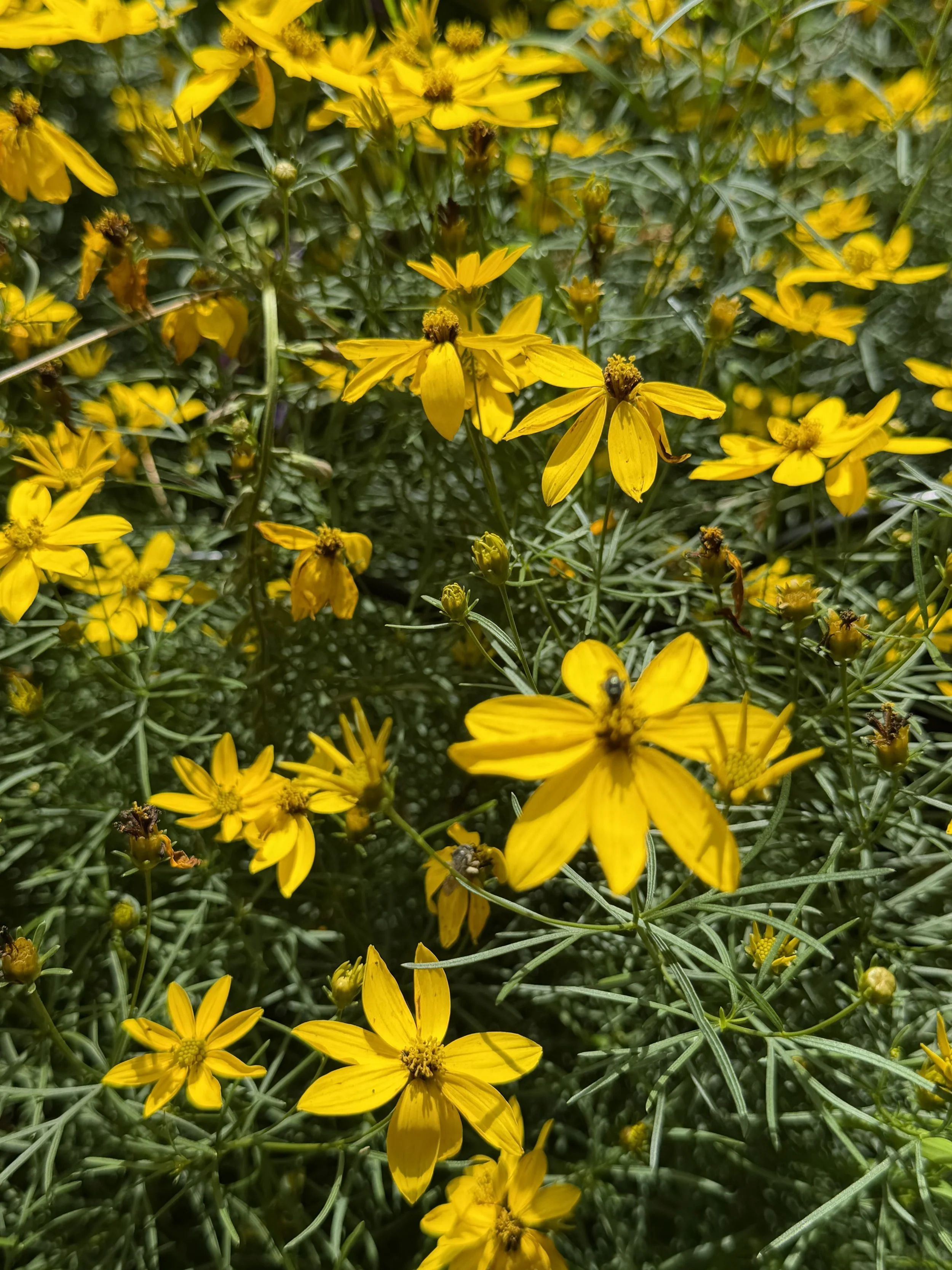 IMG_4122.jpeg