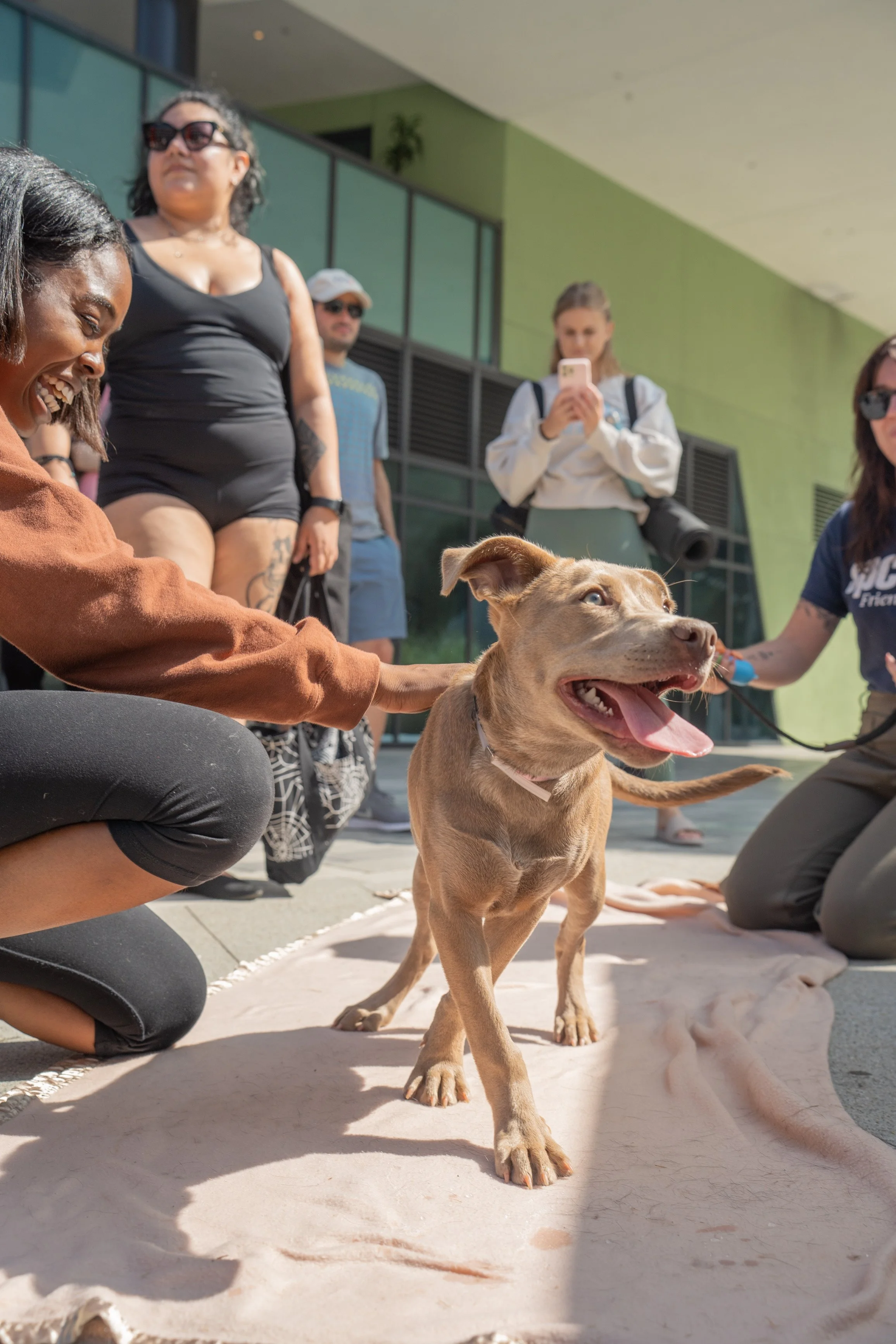 Barktober Yogadoption