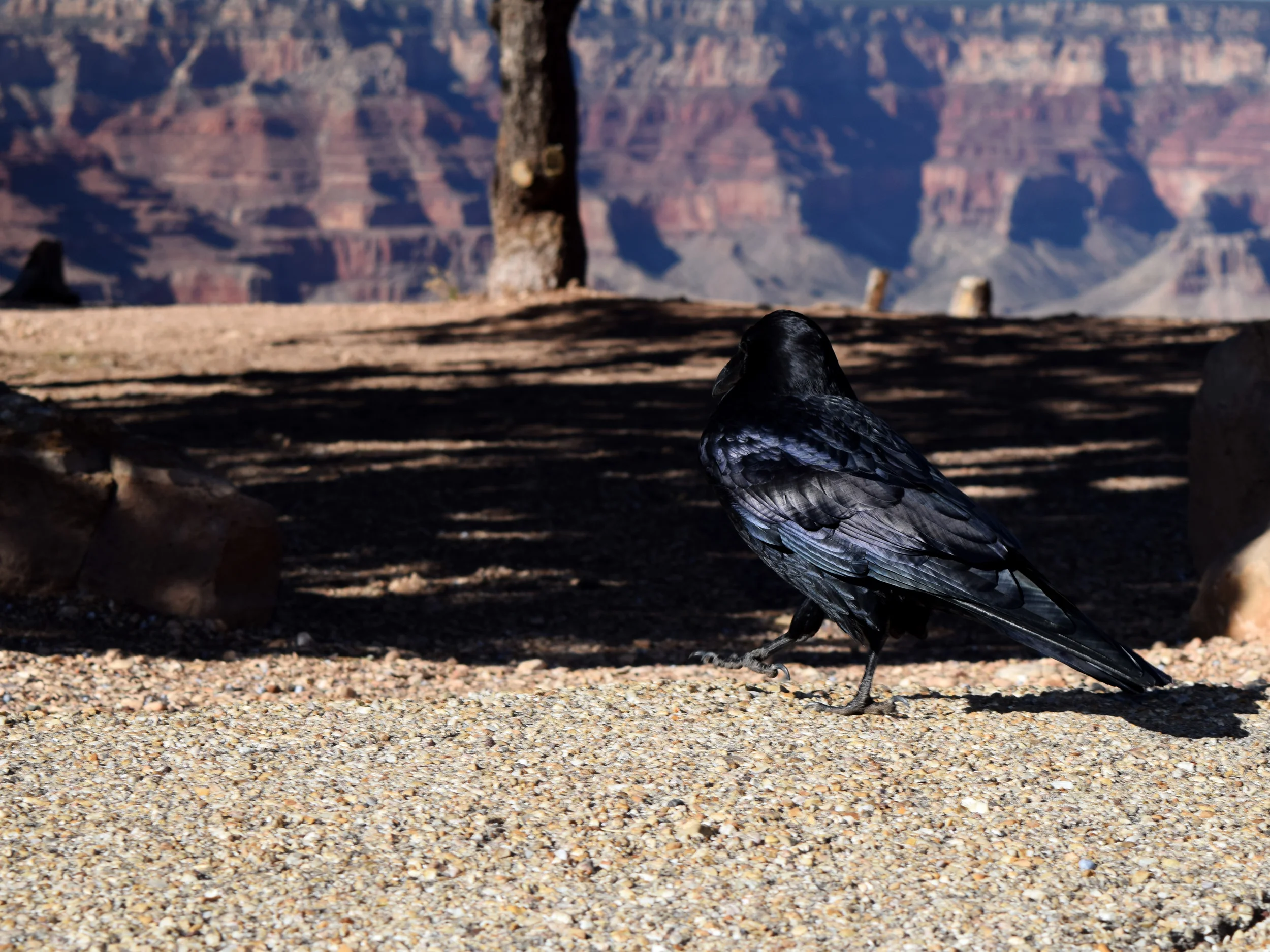 Raven at Grand Canyon