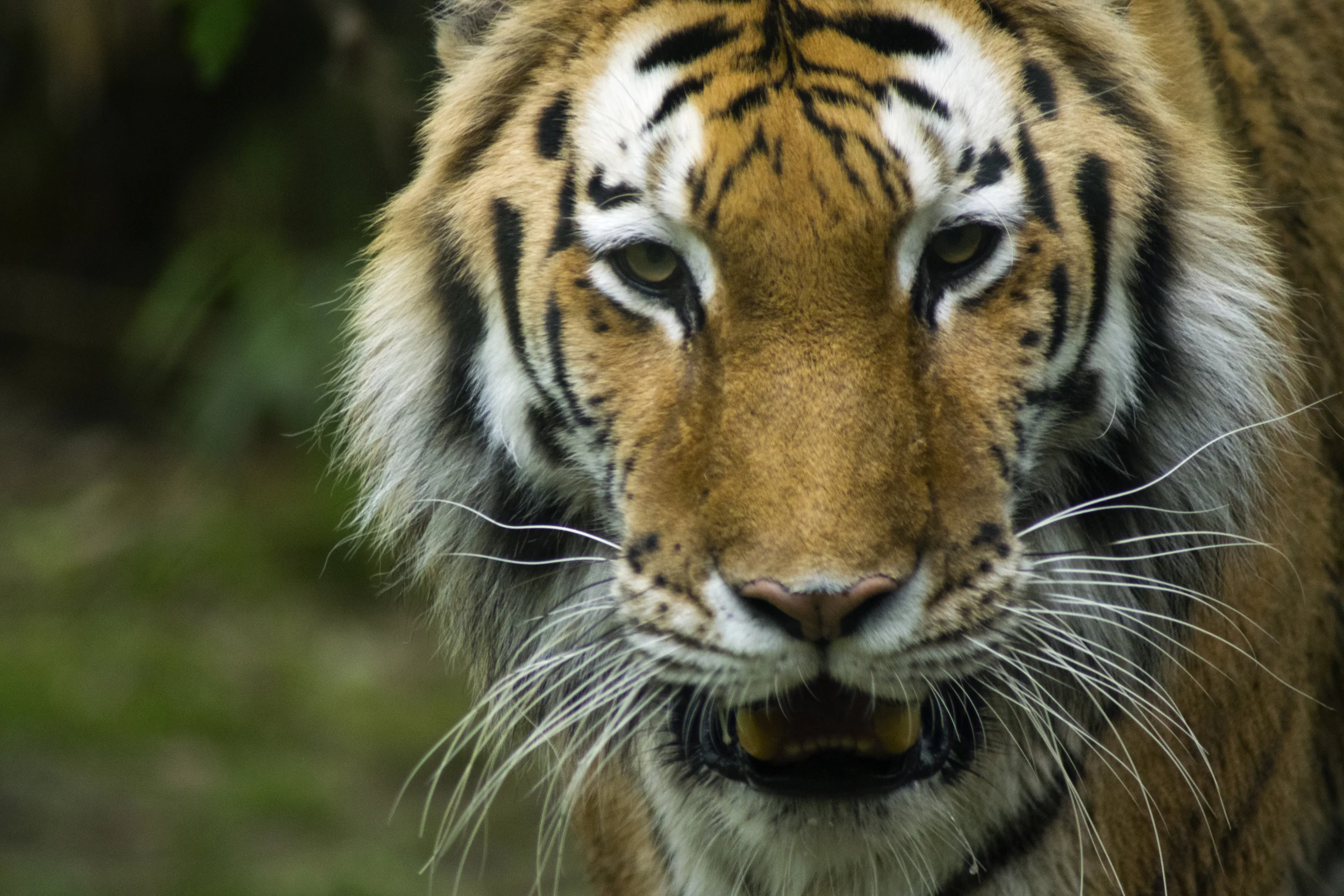 Tiger Mountain, Bronx Zoo