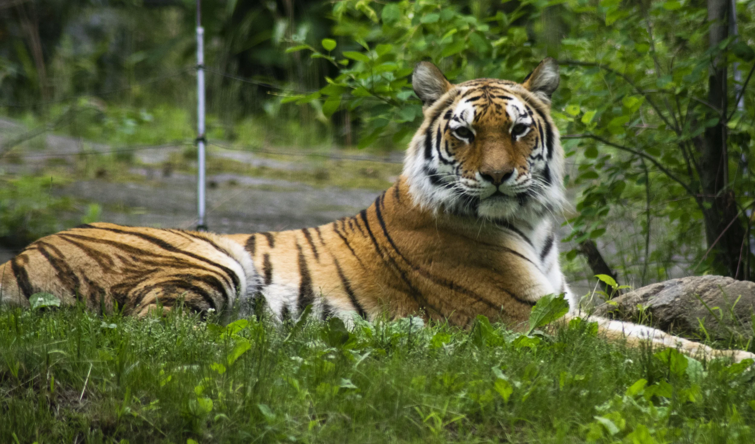 Tiger Mountain, Bronx Zoo