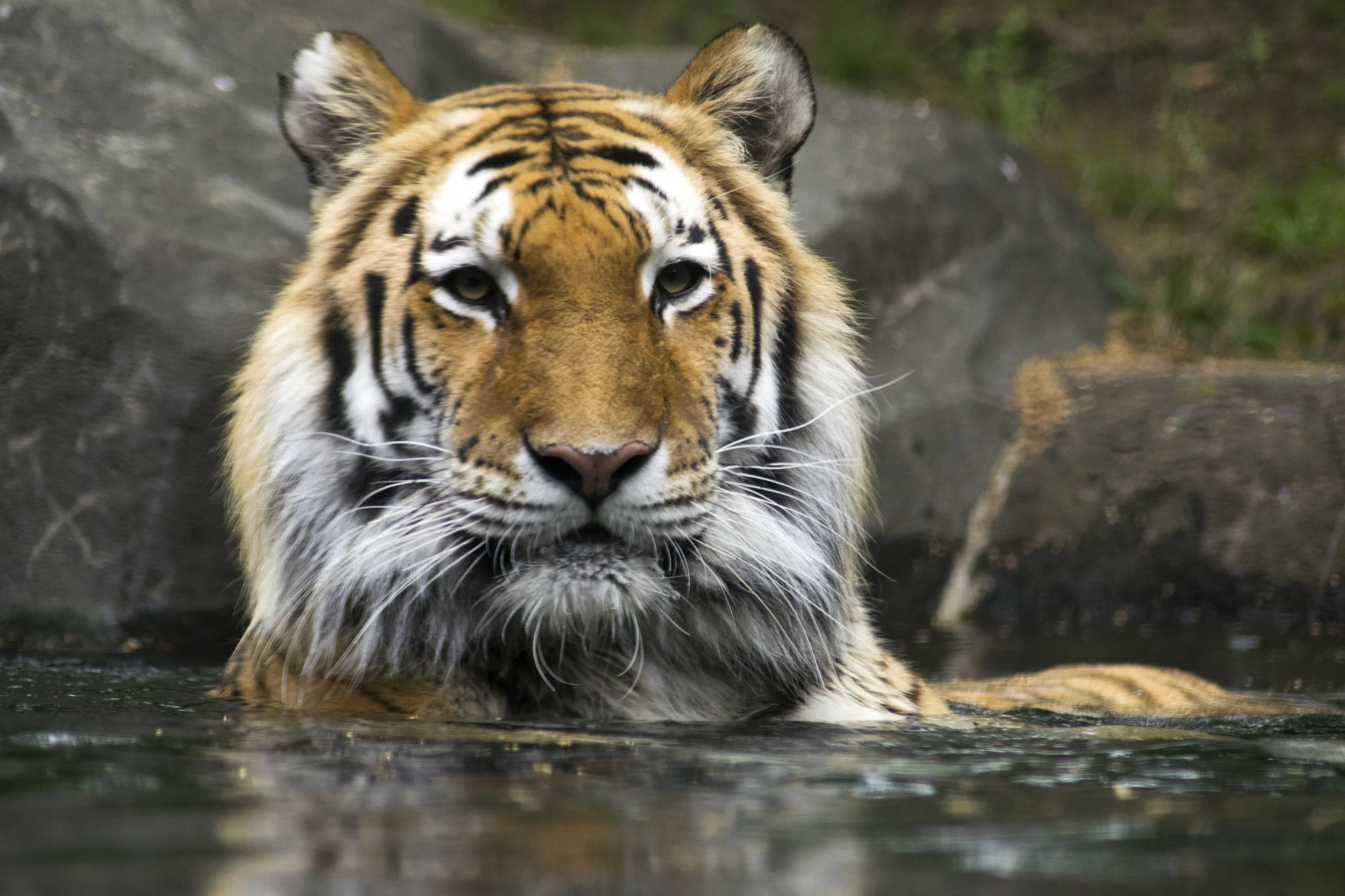 Tiger Mountain, Bronx Zoo