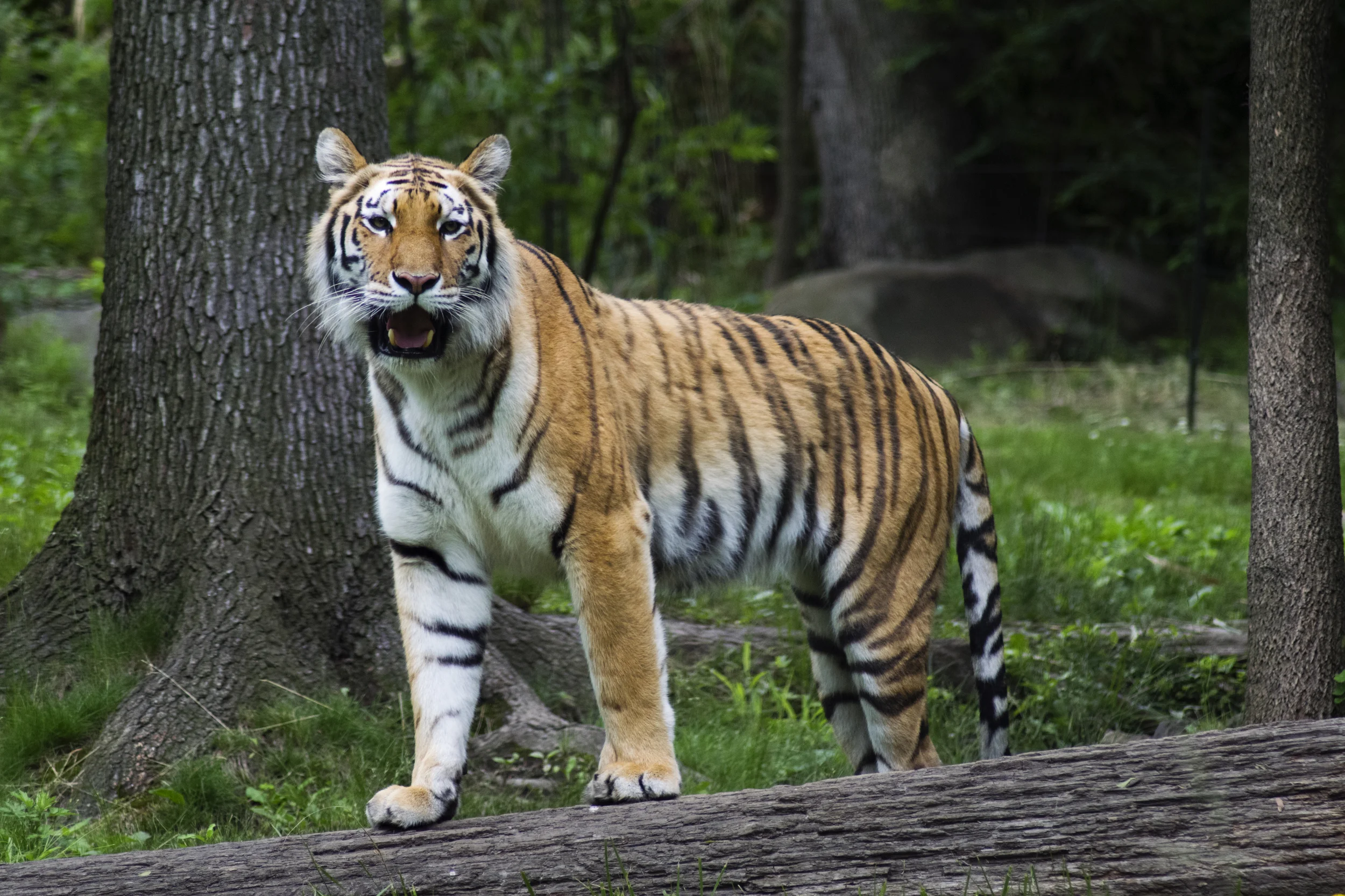 Tiger Mountain, Bronx Zoo