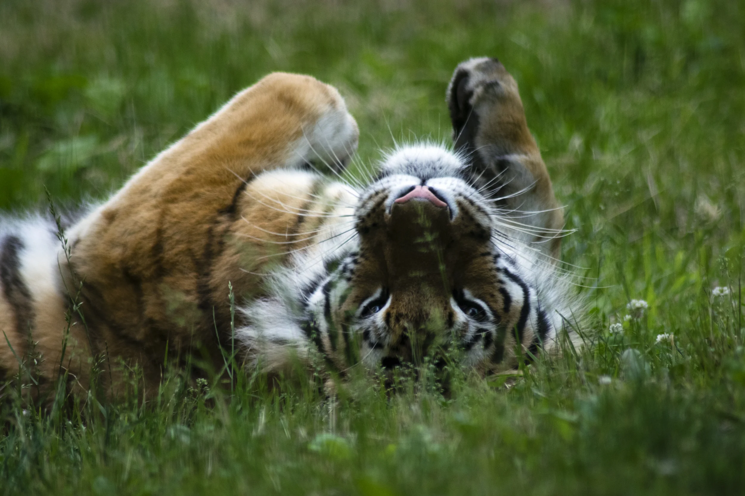 Tiger Mountain, Bronx Zoo