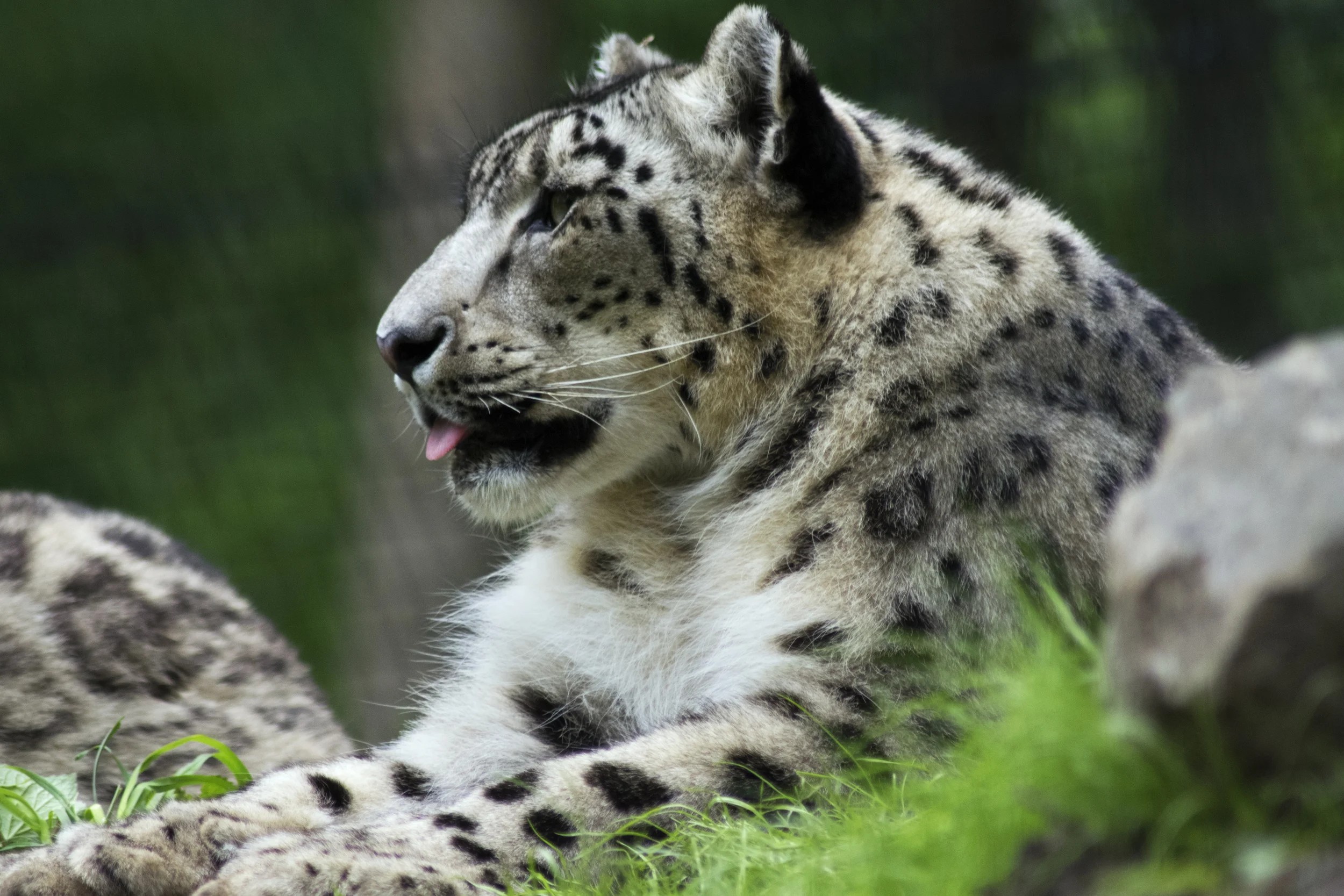 Snow Leopard, Bronx Zoo