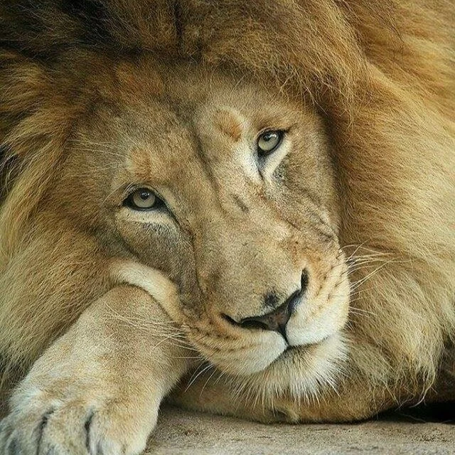 Tribute to Cecil The Lion