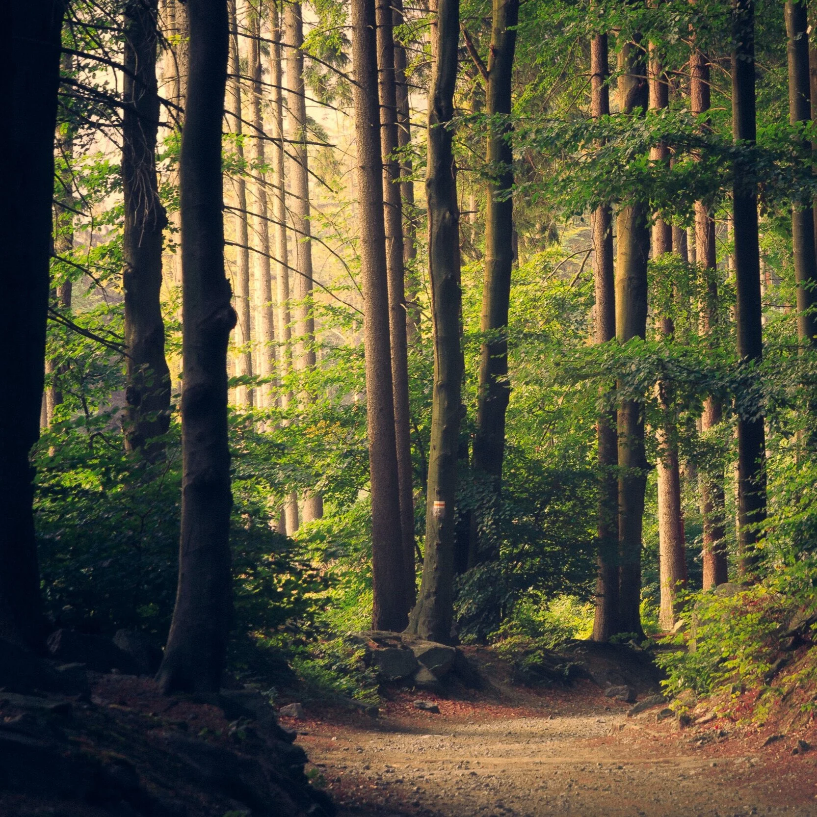 Chief Seattle's Letter