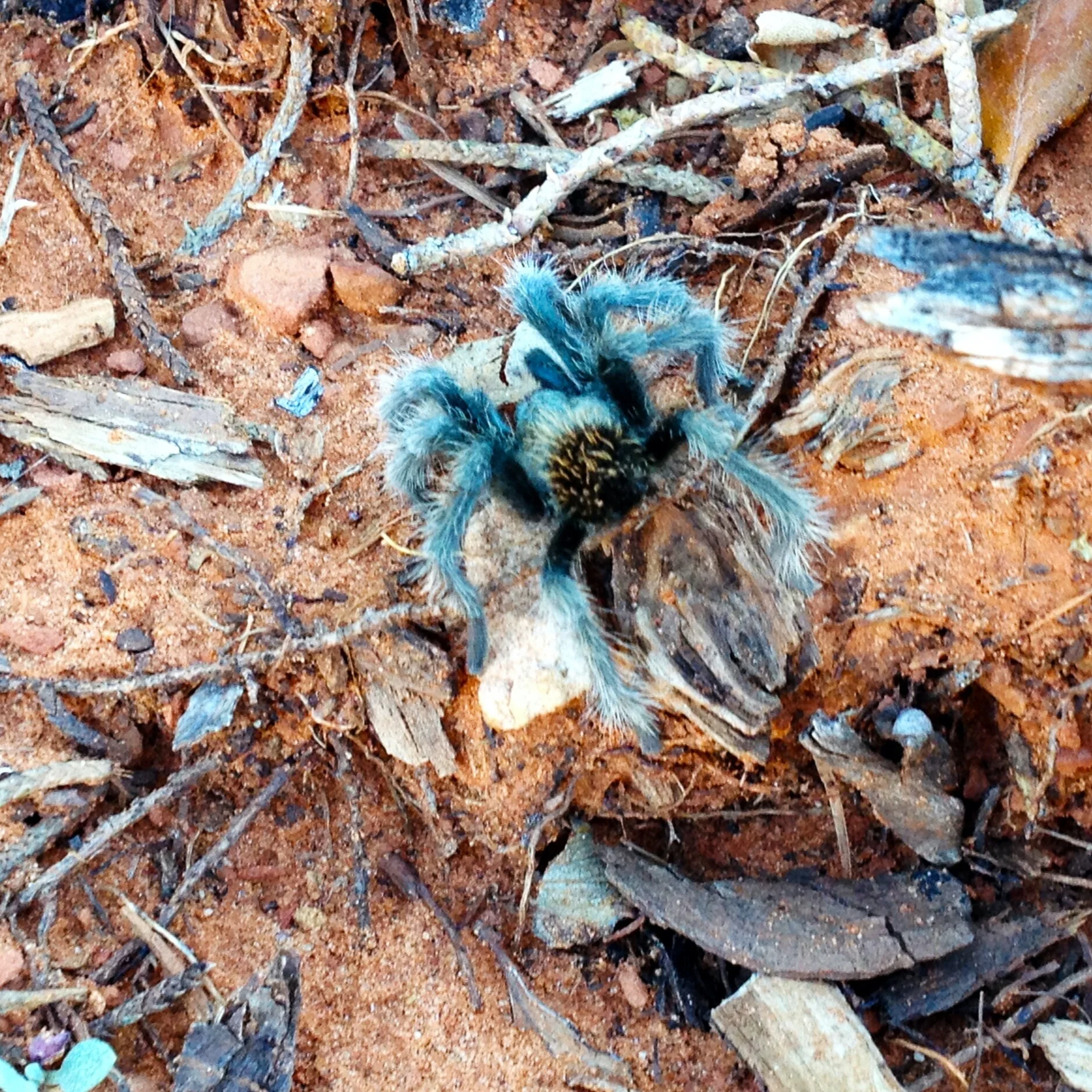 Spider Medicine and Its lessons