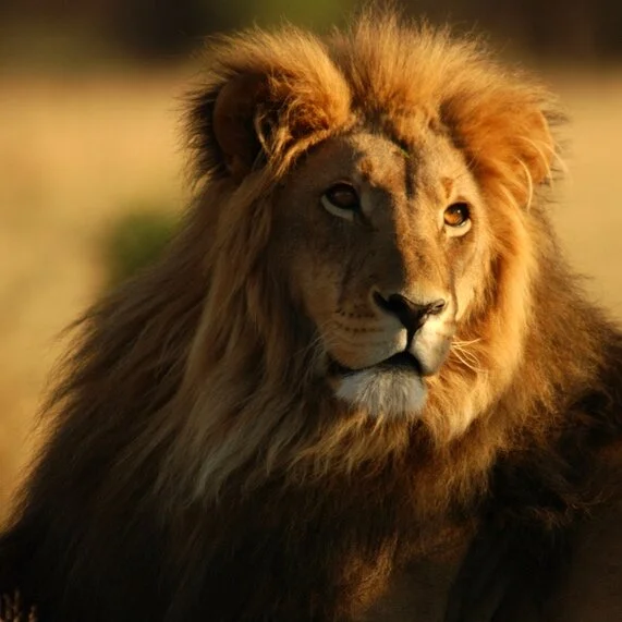 Animal Spirits in Dream Space