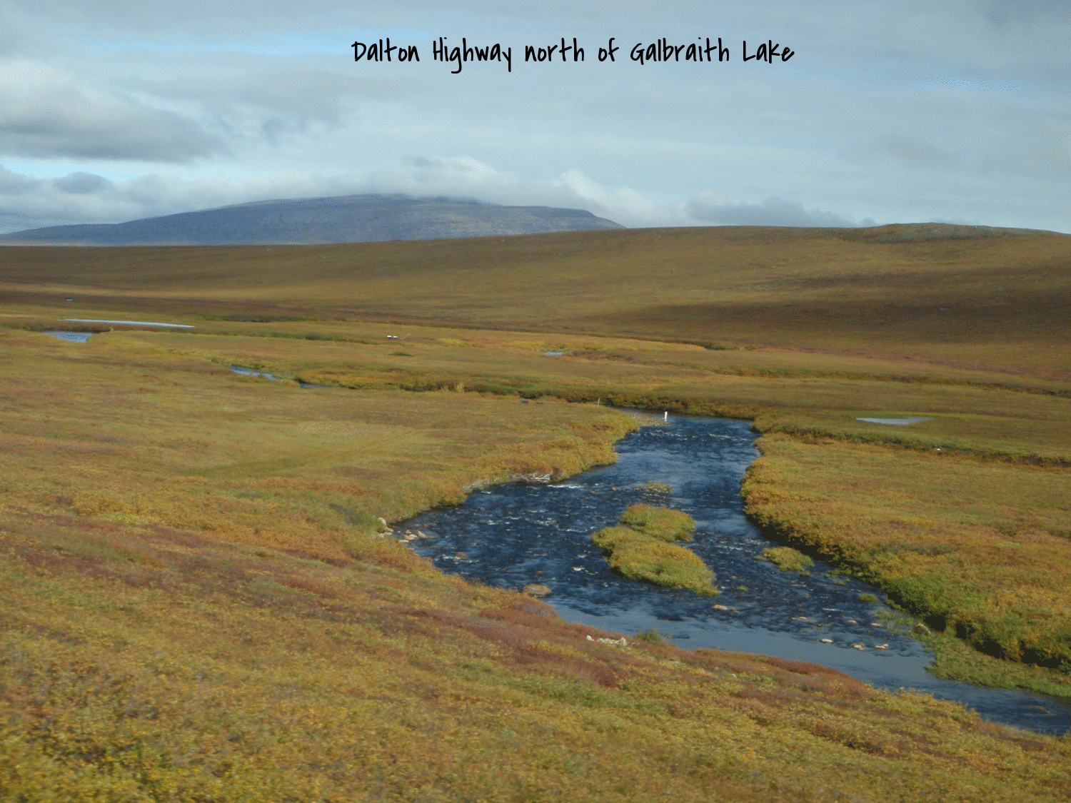 Arctic-Coastal-Plain-(402).gif