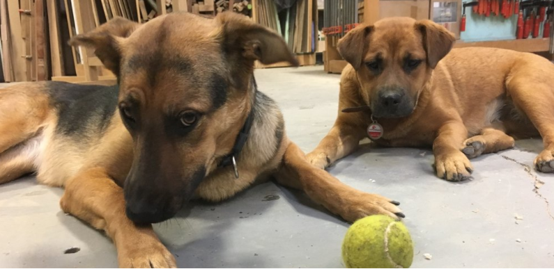 All that milling calls for a pup break. (Meet Loup and Dolly! Photo courtesy of Simon Ford.)