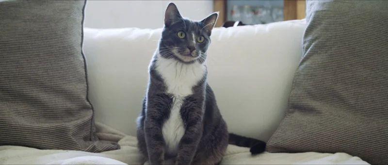 MR-FS_01_CAT.jpg