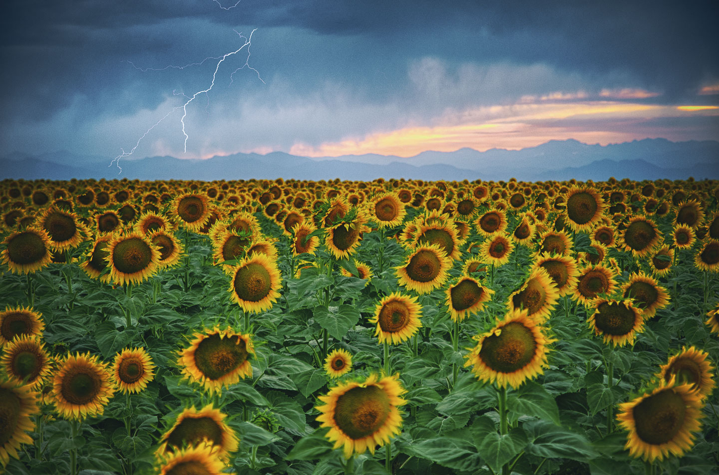 sunflower-lightning.jpg