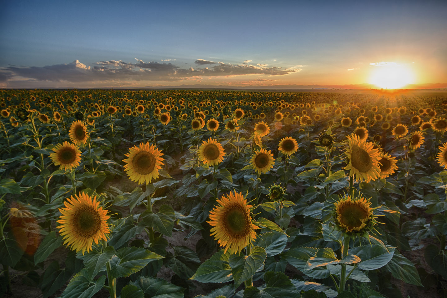 sunflowers-sunset.jpg