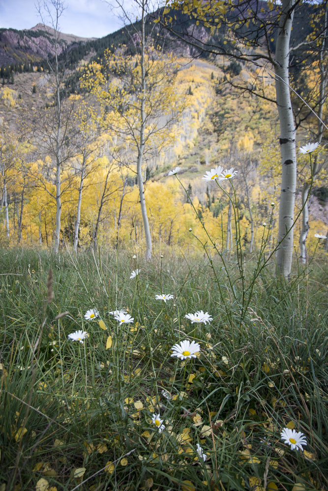 colorado-autumn-aspens06.jpg