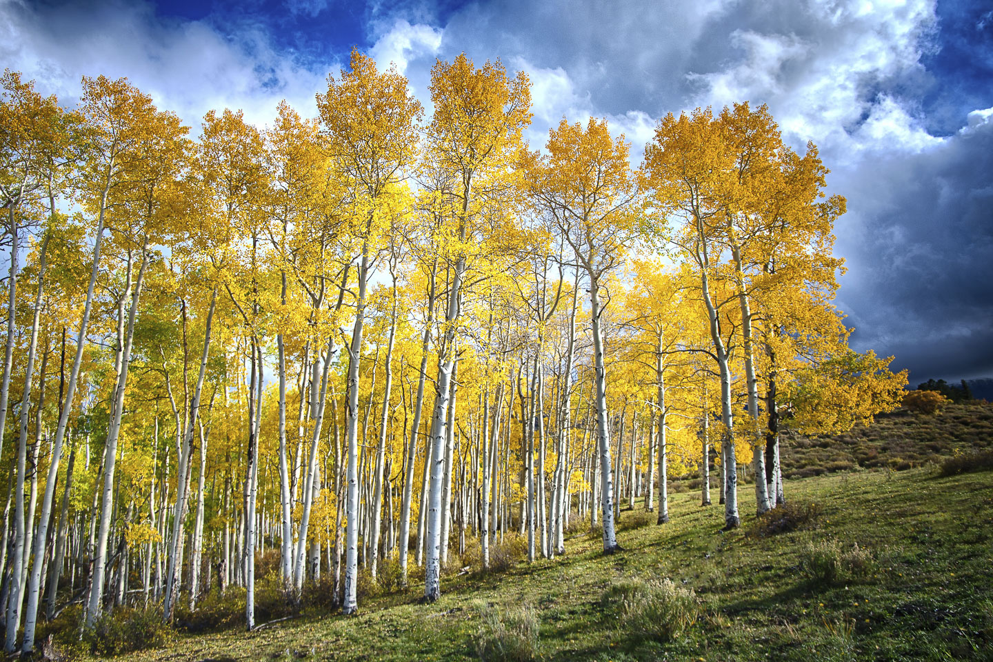 colorado-autumn-aspens15.jpg