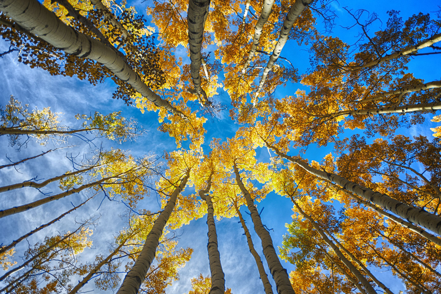 colorado-autumn-aspens22.jpg