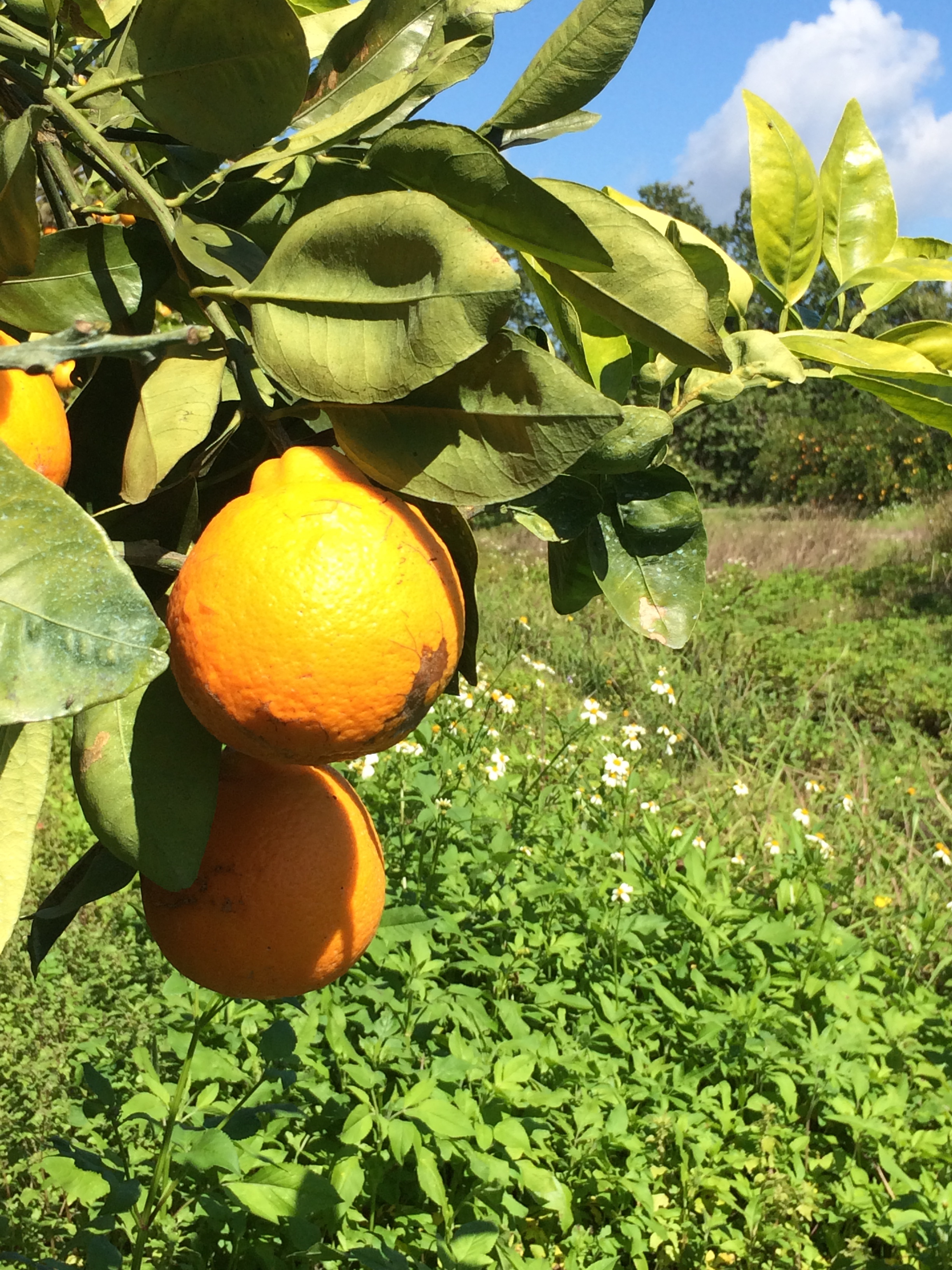 Honeybells (Minneola Tangelos)