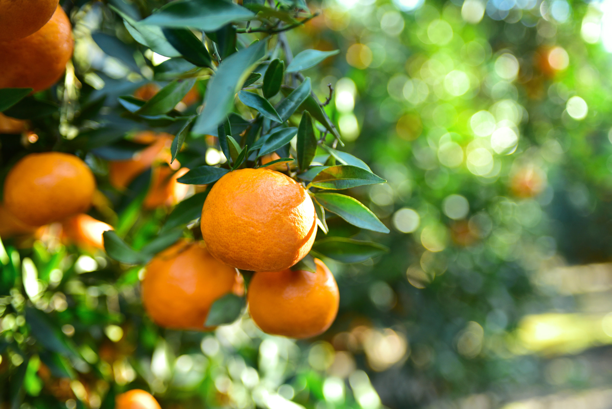 Satsuma Mandarins
