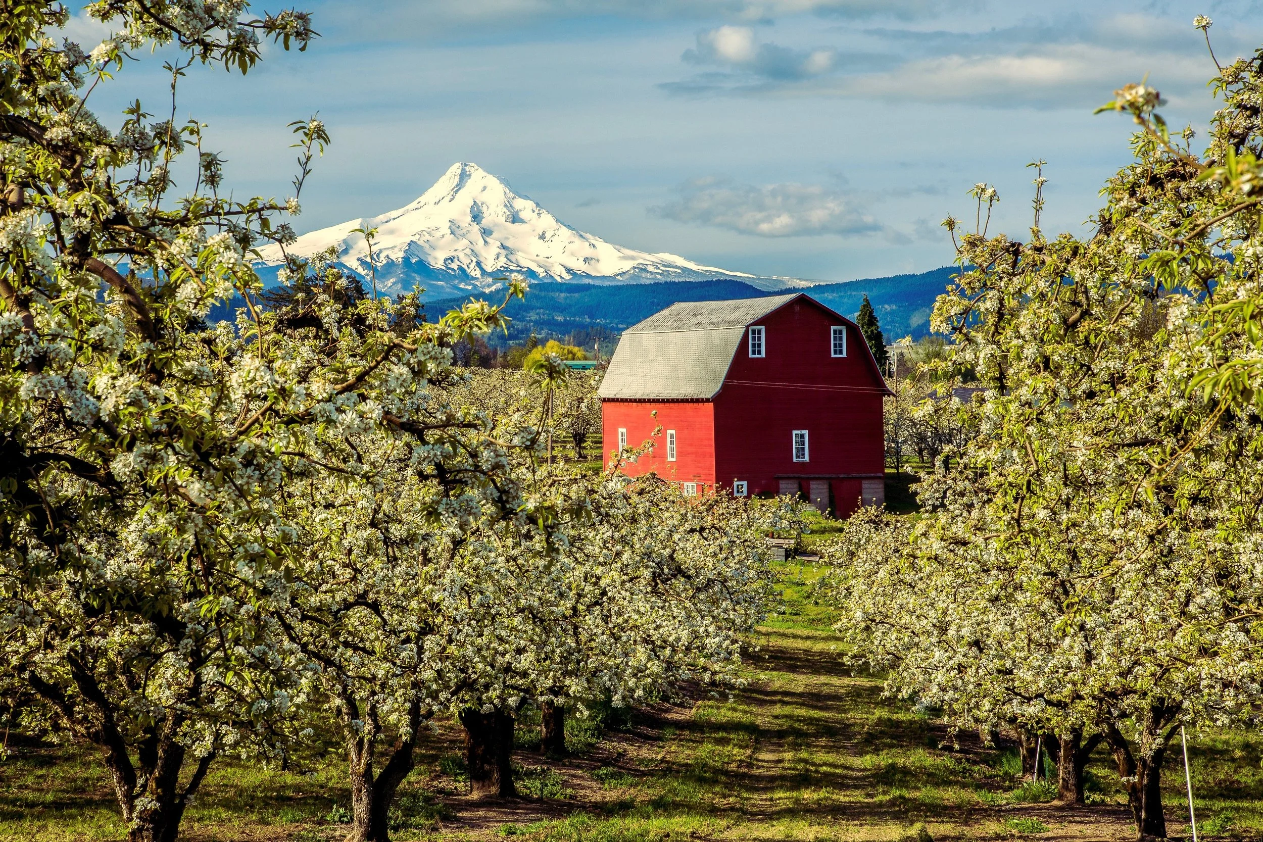 Oregon Pears — TreeRipe Fruit Co.