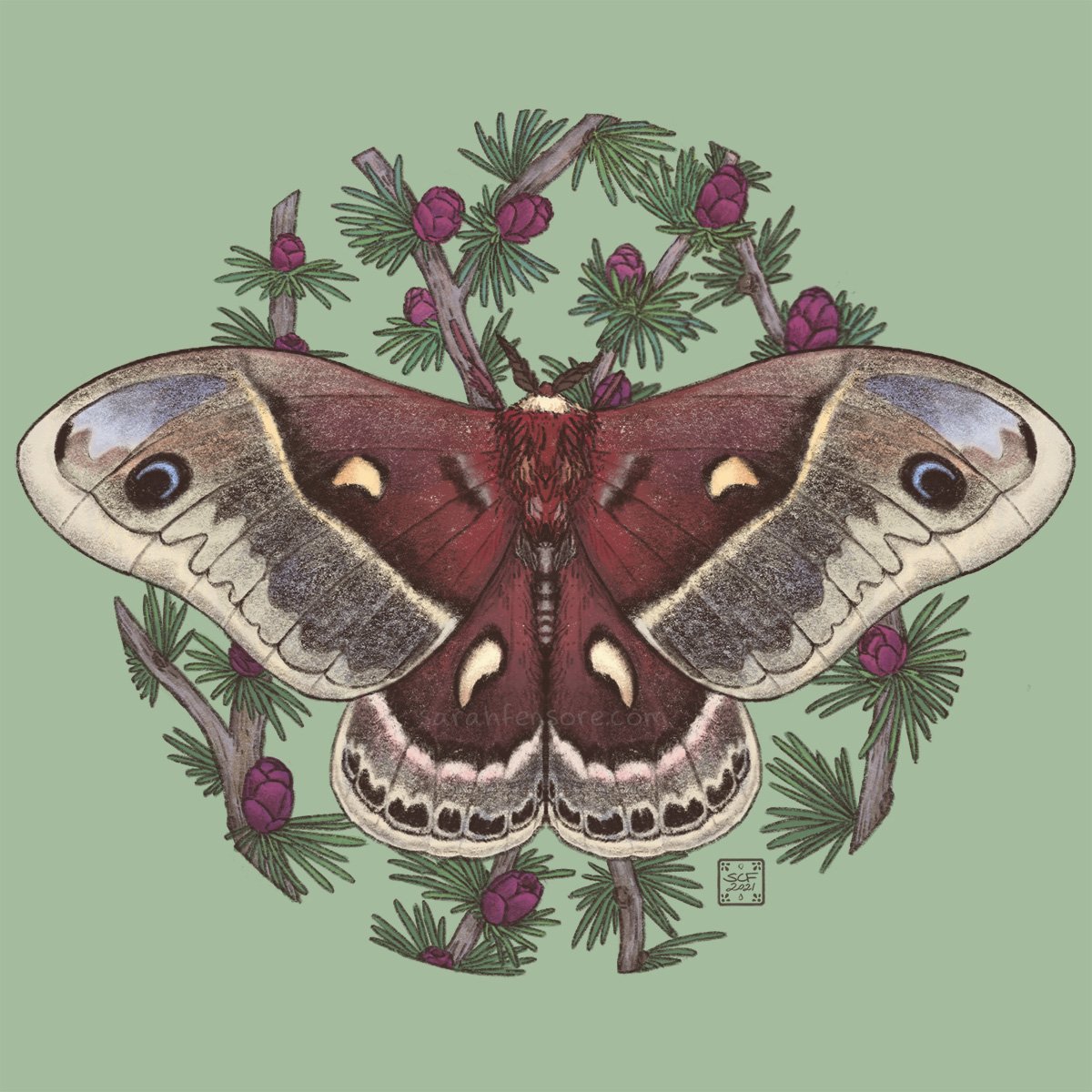 Columbia Silk Moth