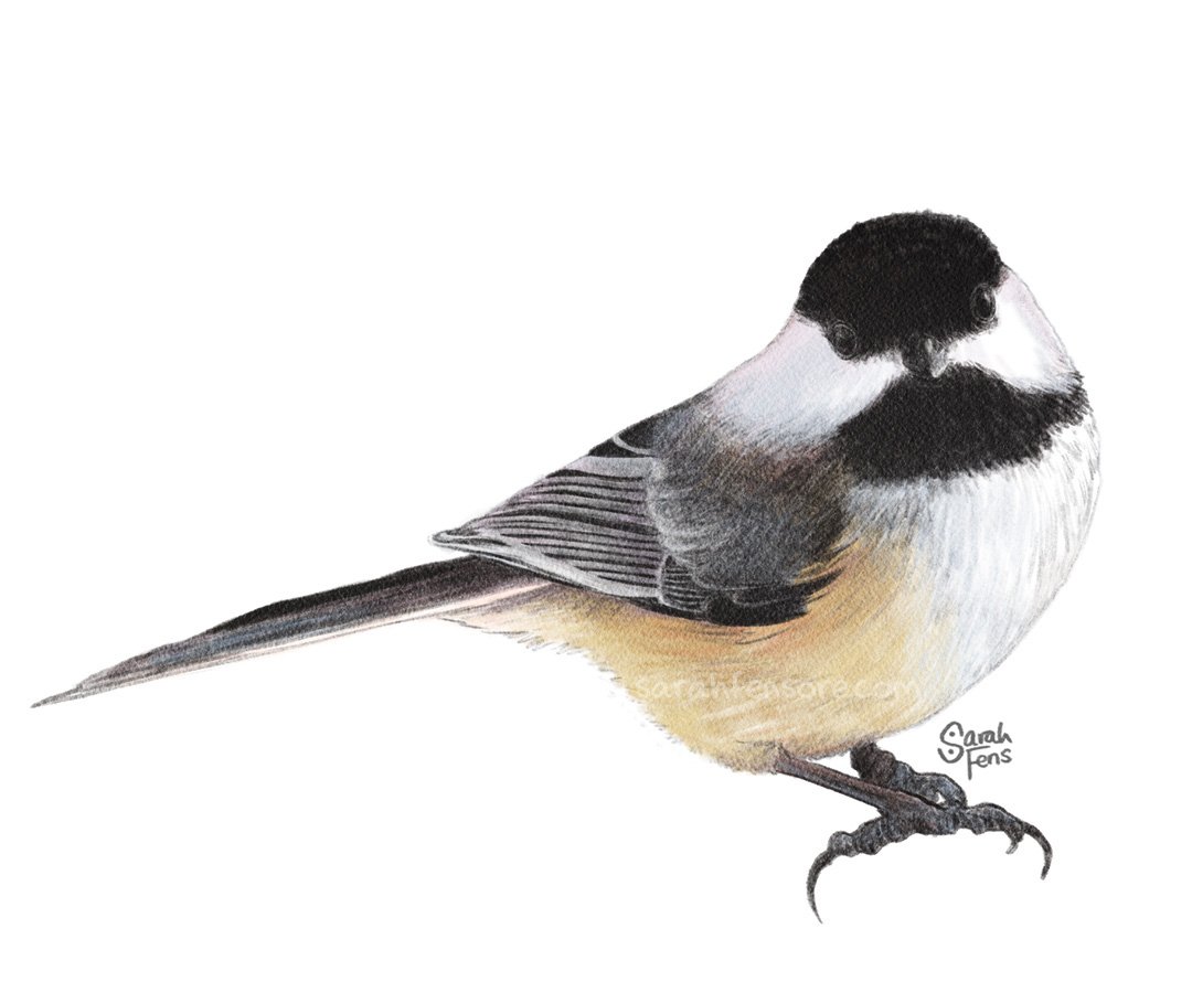 Black-capped Chickadee