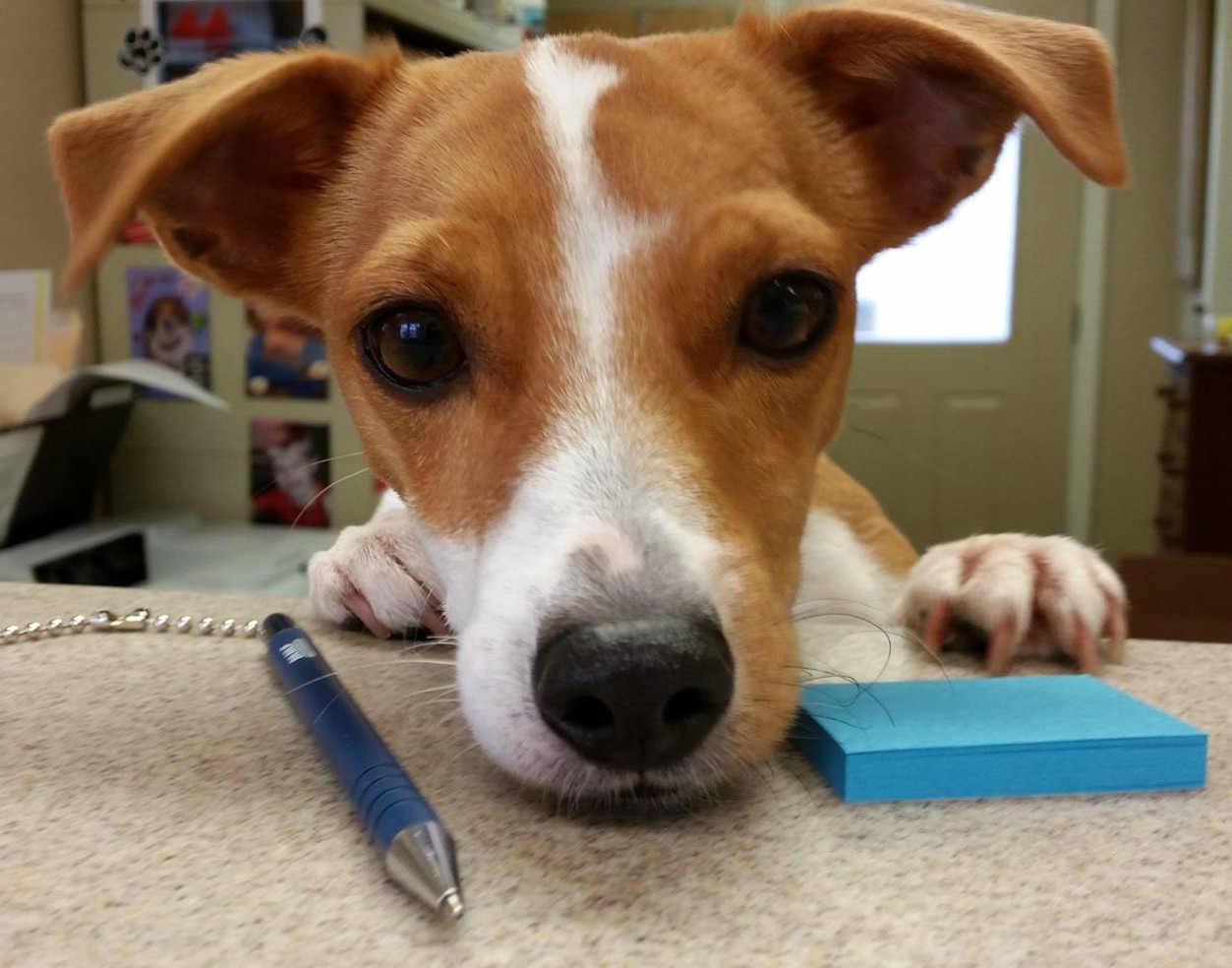 Cue's skin, eyes, ears and teeth are clean thanks to our healthy choices (pictured here at age 6)