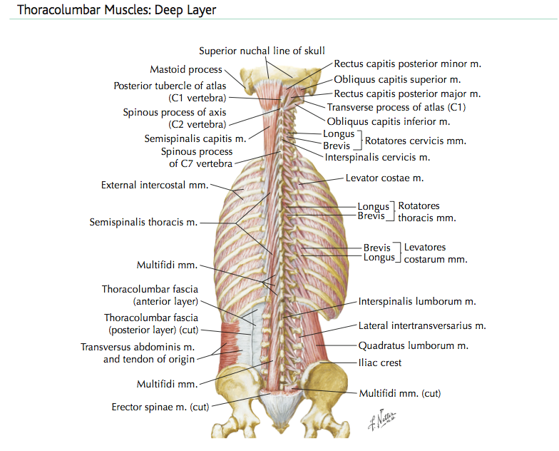 Deep muscles 142.png