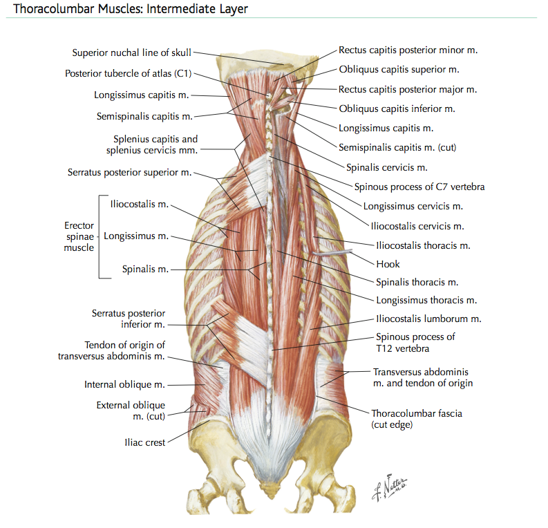 intermediate muscles 141.png