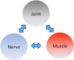 From, Shacklock M, Clinical Neurodynamics, Elsevier, Oxford, 2005.