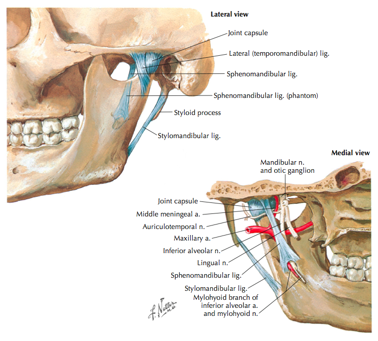 Gráfico anatómico de la articulación temporomandibular TMJ