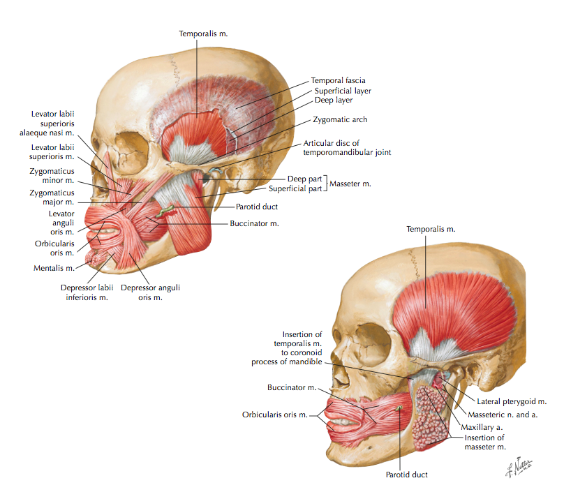 (Cleland &amp; Koppenhaver, 2007. p.22)