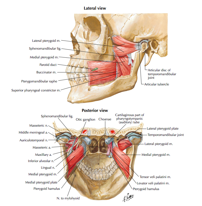 Jaw and Temporomandibular Joint: Anatomy