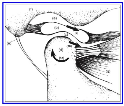 Gráfico anatómico de la articulación temporomandibular TMJ