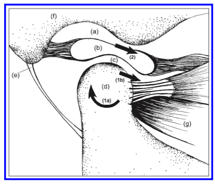 Athrokinematics of the TMJ during opening (Shaffer, Brismée, Sizer & Courtney, 2014, p.4)