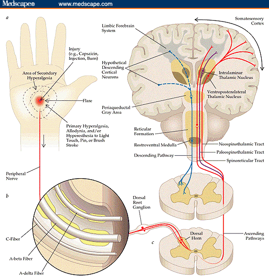 The Pain Neuromatrix — Rayner & Smale