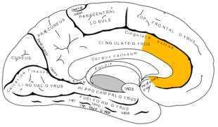 Anterior cingulate cortex (ACC) courtesy of Google Images.&nbsp;