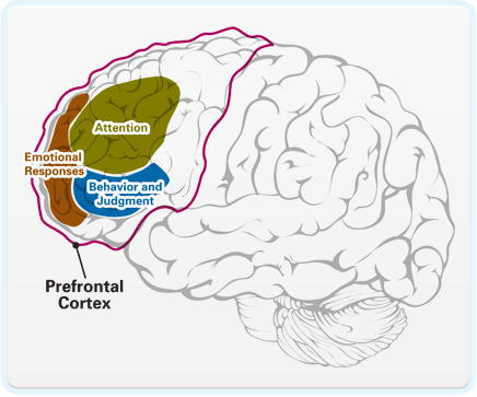 Prefrontal cortext (frontal lobe)