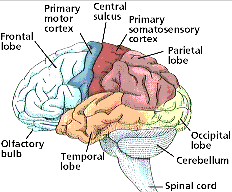 Primary and secondary somatosensory cortex