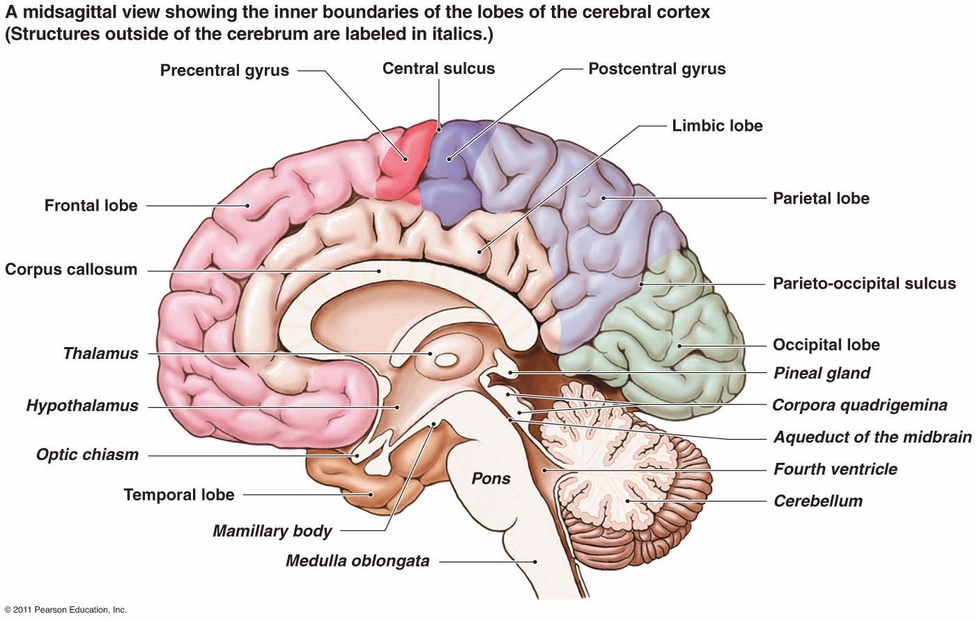 Thalamus