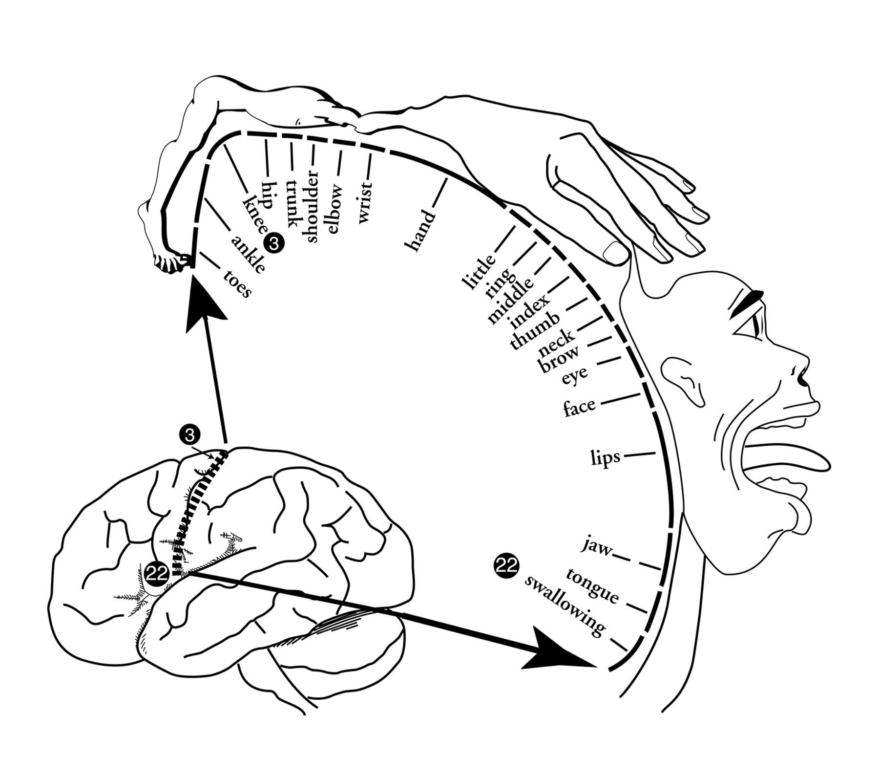 Homonculus
