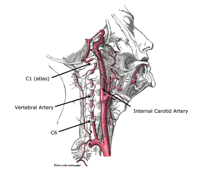 Course of the vertebral and internal carotid artery (Taylor & Kerry, 2010, p. 86)